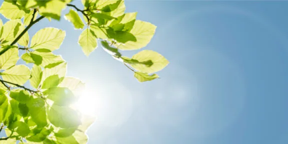 Sun shinning through leaves on a tree